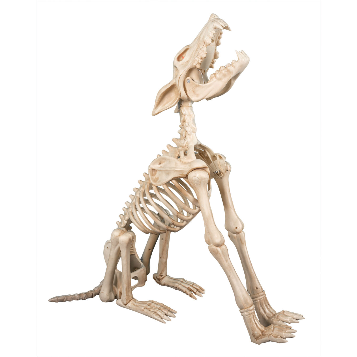 NEU Halloween-Deko-Figur Wolf-Skelett Shadow, mit Licht, Sound und Bewegung, 80 cm