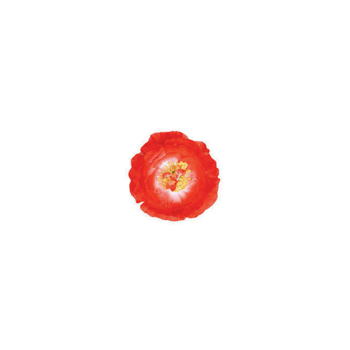 Hawaii-Blume Hibiskus mit Clip, rot