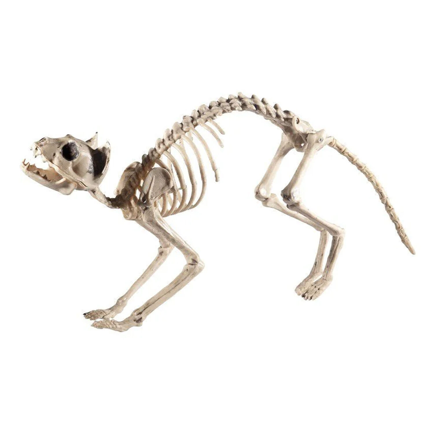SALE Skelett Katze, ca. 50 cm, stehend