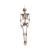 Deko-Figur Skelett, 160 cm