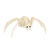 NEU Skelett Spinne, 37x21x11cm