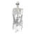 NEU Halloween-Deko Hngendes Skelett, ca. 140cm, mit Befestigungs-Strick Bild 2