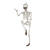 NEU Halloween-Deko Skelett, ca. 90cm, mit beweglichen Gliedern Bild 2