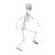 NEU Halloween-Deko Skelett, ca. 90cm, mit beweglichen Gliedern Bild 3
