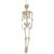 NEU Halloween-Deko-Figur Skelett, ca. 160cm