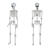 NEU Halloween Deko Skelett, ca.145cm