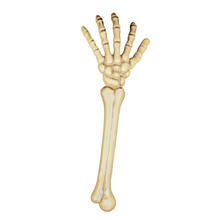 Skelett-Arm, ca. 46cm, Kunststoff