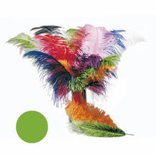 SALE Strauenfeder, 50-60cm, grn